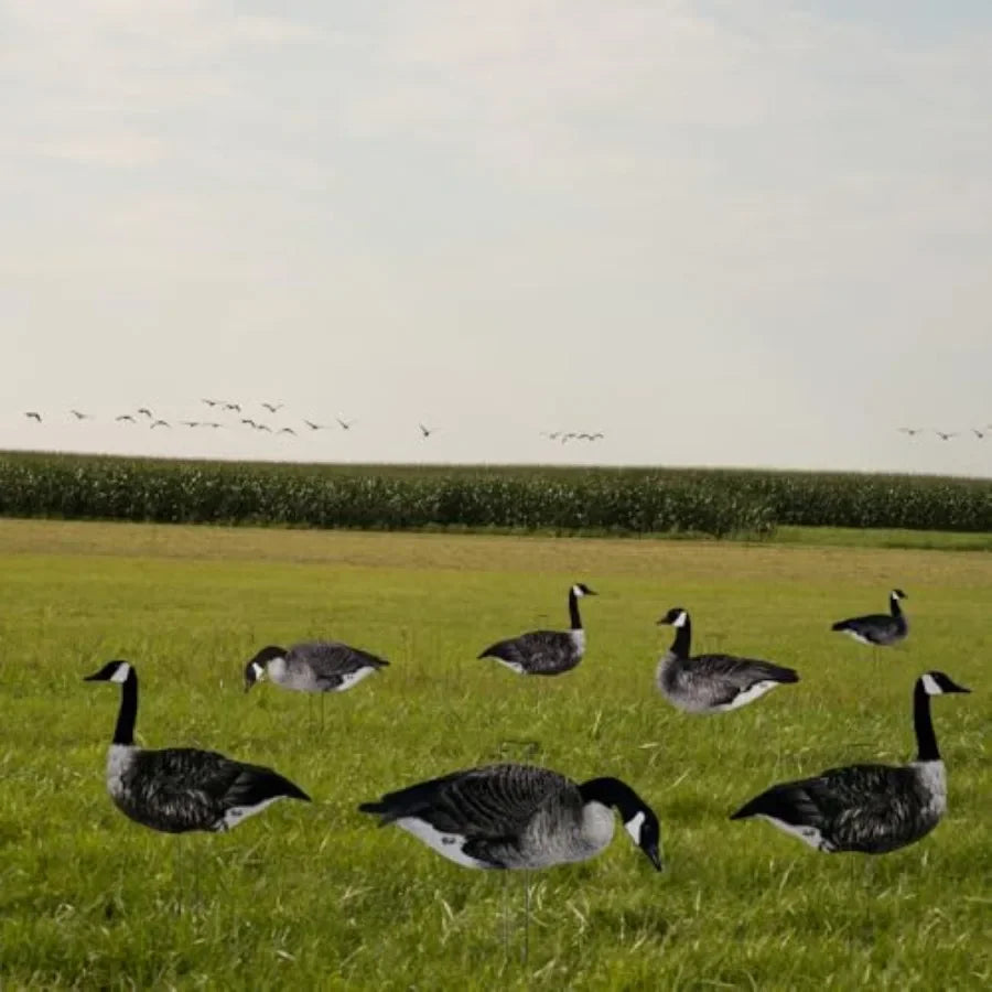 Ultimate Flock-Stopper Silhouette Goose Decoys 12 Pack Canada Goose Hunting Decoys with 3 Realistic Poses Photorealistic Matte