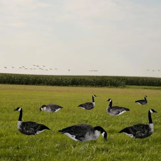 Ultimate Flock-Stopper Silhouette Goose Decoys 12 Pack Canada Goose Hunting Decoys with 3 Realistic Poses Photorealistic Matte